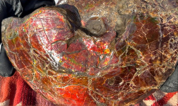 SALE!! Ammolite ,Placenticeras meeki, Double-Sided, Specimen, Fossil,Ammonite, Collector Stone,Home decor,**FREE SHIPPING***　AF-127