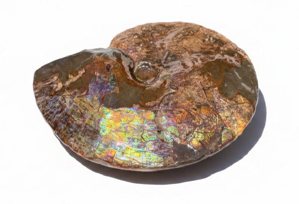 10.8” Ammolite Placenticeras Intercalare ***Free Shipping***  AF-134 Ammolite  Ammonite Fossil