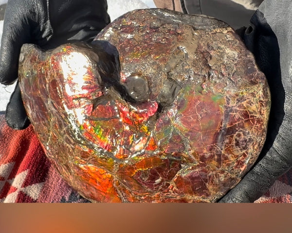 SALE!! Ammolite ,Placenticeras meeki, Double-Sided, Specimen, Fossil,Ammonite, Collector Stone,Home decor,**FREE SHIPPING***　AF-127