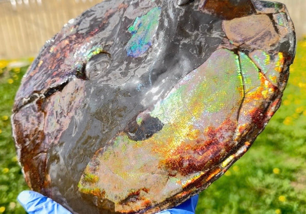 10.8” Ammolite Placenticeras Intercalare ***Free Shipping***  AF-134 Ammolite  Ammonite Fossil