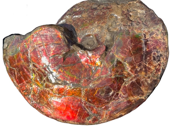 SALE!! Ammolite ,Placenticeras meeki, Double-Sided, Specimen, Fossil,Ammonite, Collector Stone,Home decor,**FREE SHIPPING***　AF-127