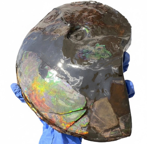 10.8” Ammolite Placenticeras Intercalare ***Free Shipping***  AF-134 Ammolite  Ammonite Fossil