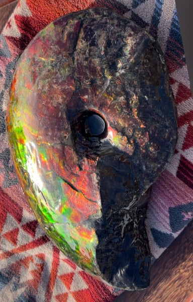 SALE!! Ammolite ,Placenticeras meeki, Double-Sided, Specimen, Fossil,Ammonite, Collector Stone,Home decor,**FREE SHIPPING***　AF-127
