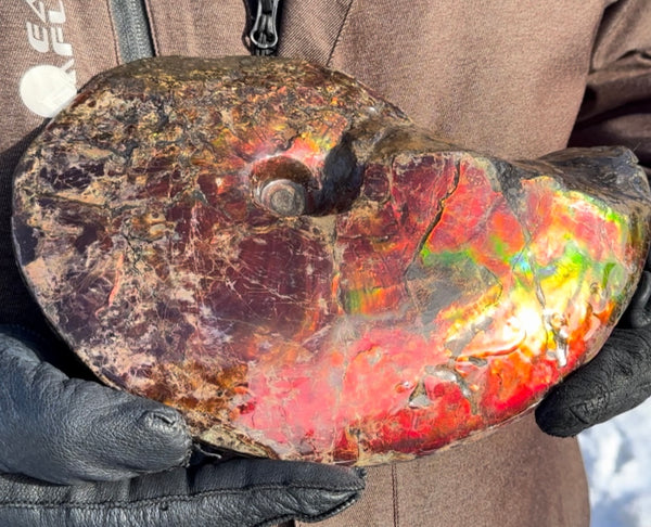 SALE!! Ammolite ,Placenticeras meeki, Double-Sided, Specimen, Fossil,Ammonite, Collector Stone,Home decor,**FREE SHIPPING***　AF-127