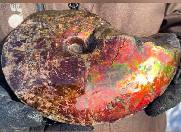 SALE!! Ammolite ,Placenticeras meeki, Double-Sided, Specimen, Fossil,Ammonite, Collector Stone,Home decor,**FREE SHIPPING***　AF-127