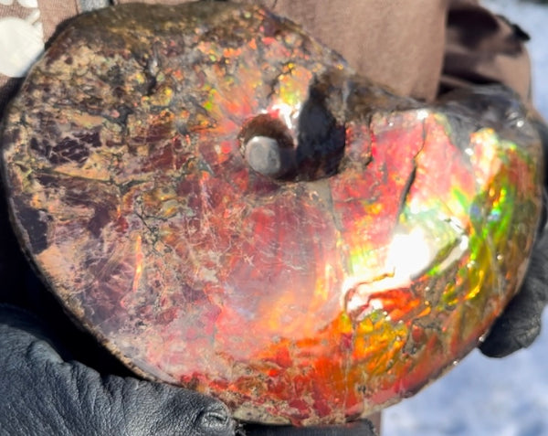 SALE!! Ammolite ,Placenticeras meeki, Double-Sided, Specimen, Fossil,Ammonite, Collector Stone,Home decor,**FREE SHIPPING***　AF-127