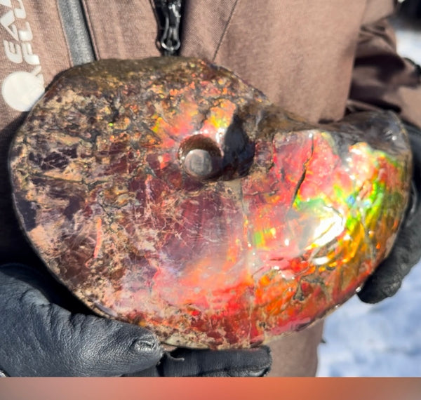 SALE!! Ammolite ,Placenticeras meeki, Double-Sided, Specimen, Fossil,Ammonite, Collector Stone,Home decor,**FREE SHIPPING***　AF-127