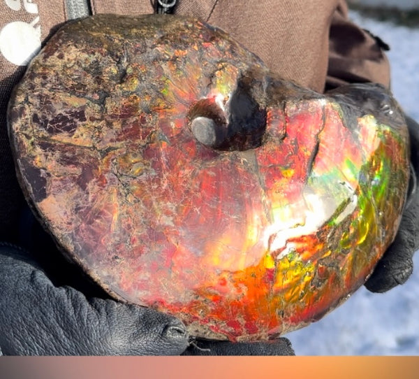 SALE!! Ammolite ,Placenticeras meeki, Double-Sided, Specimen, Fossil,Ammonite, Collector Stone,Home decor,**FREE SHIPPING***　AF-127