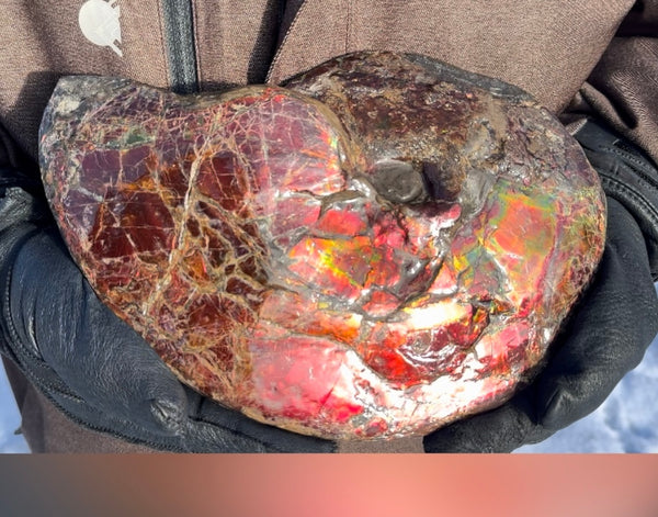 SALE!! Ammolite ,Placenticeras meeki, Double-Sided, Specimen, Fossil,Ammonite, Collector Stone,Home decor,**FREE SHIPPING***　AF-127