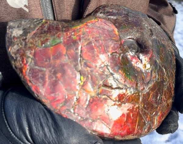 SALE!! Ammolite ,Placenticeras meeki, Double-Sided, Specimen, Fossil,Ammonite, Collector Stone,Home decor,**FREE SHIPPING***　AF-127