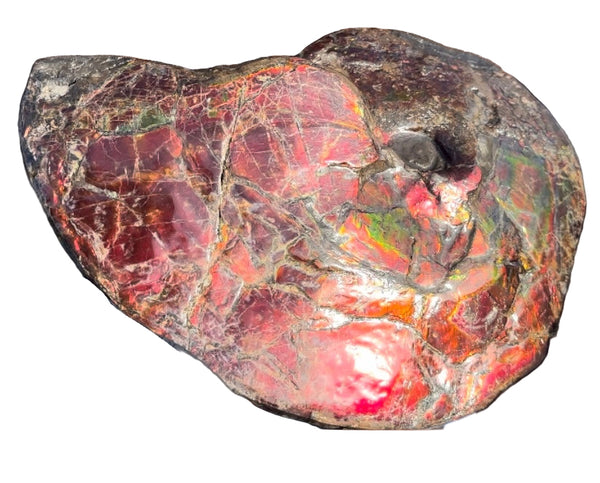 SALE!! Ammolite ,Placenticeras meeki, Double-Sided, Specimen, Fossil,Ammonite, Collector Stone,Home decor,**FREE SHIPPING***　AF-127