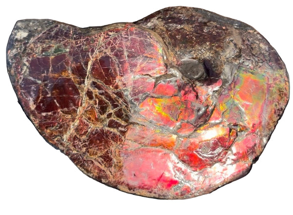 SALE!! Ammolite ,Placenticeras meeki, Double-Sided, Specimen, Fossil,Ammonite, Collector Stone,Home decor,**FREE SHIPPING***　AF-127