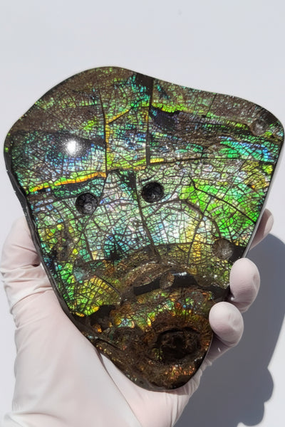 6.89" Stunning Double-sided, Rainbow colour! Ammolite Center Piece,Display Stone,Handheld Specimen 87mm,Fossil,Metaphysical,FREE STANDING