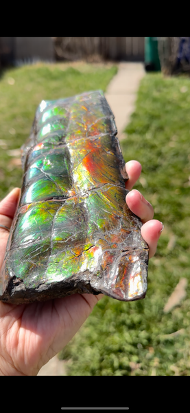 High grade, Rare Baculite Ammolite,Handheld Specimen , Bacculite Fossil Ammonite Display,Home Decor,Display,Alberta,Gem AF-122 FREE Shipping!
