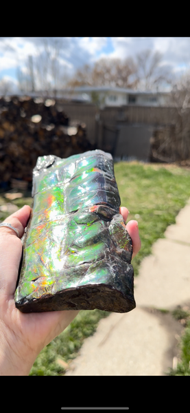 High grade, Rare Baculite Ammolite,Handheld Specimen , Bacculite Fossil Ammonite Display,Home Decor,Display,Alberta,Gem AF-122 FREE Shipping!