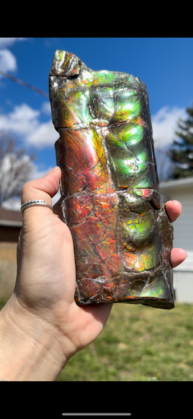 High grade, Rare Baculite Ammolite,Handheld Specimen , Bacculite Fossil Ammonite Display,Home Decor,Display,Alberta,Gem AF-122 FREE Shipping!