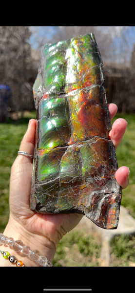 High grade, Rare Baculite Ammolite,Handheld Specimen , Bacculite Fossil Ammonite Display,Home Decor,Display,Alberta,Gem AF-122 FREE Shipping!