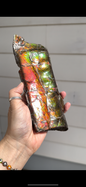 High grade, Rare Baculite Ammolite,Handheld Specimen , Bacculite Fossil Ammonite Display,Home Decor,Display,Alberta,Gem AF-122 FREE Shipping!