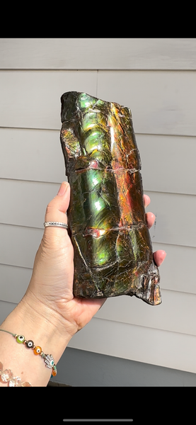 High grade, Rare Baculite Ammolite,Handheld Specimen , Bacculite Fossil Ammonite Display,Home Decor,Display,Alberta,Gem AF-122 FREE Shipping!