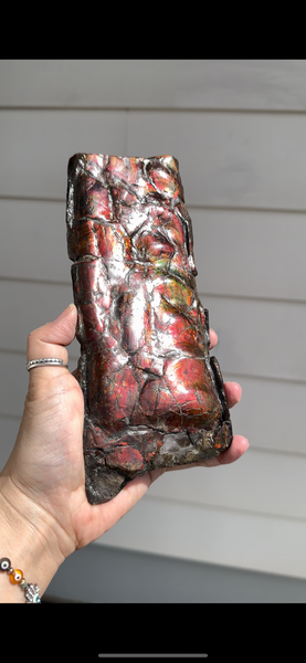 High grade, Rare Baculite Ammolite,Handheld Specimen , Bacculite Fossil Ammonite Display,Home Decor,Display,Alberta,Gem AF-122 FREE Shipping!