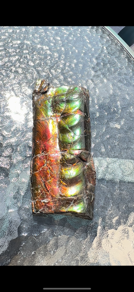 High grade, Rare Baculite Ammolite,Handheld Specimen , Bacculite Fossil Ammonite Display,Home Decor,Display,Alberta,Gem AF-122 FREE Shipping!