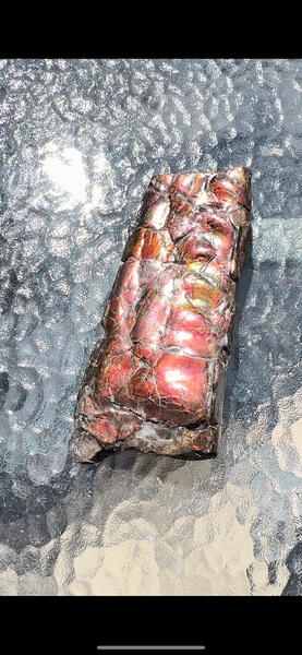 High grade, Rare Baculite Ammolite,Handheld Specimen , Bacculite Fossil Ammonite Display,Home Decor,Display,Alberta,Gem AF-122 FREE Shipping!