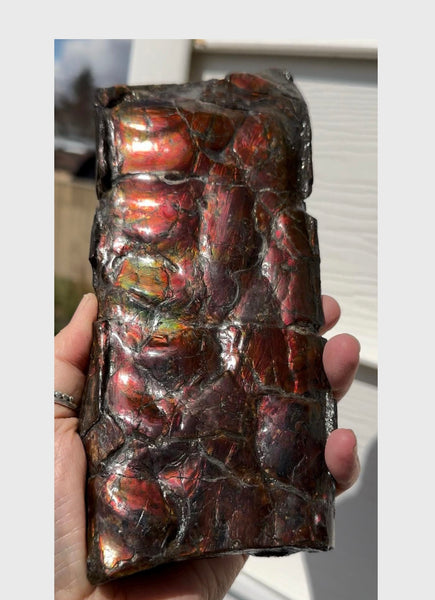 High grade, Rare Baculite Ammolite,Handheld Specimen , Bacculite Fossil Ammonite Display,Home Decor,Display,Alberta,Gem AF-122 FREE Shipping!