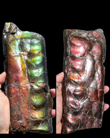 High grade, Rare Baculite Ammolite,Handheld Specimen , Bacculite Fossil Ammonite Display,Home Decor,Display,Alberta,Gem AF-122 FREE Shipping!