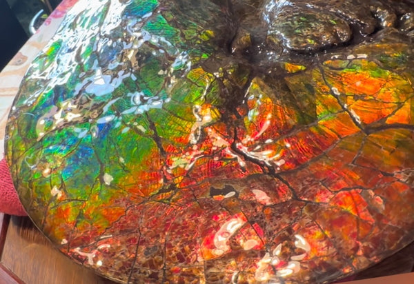 Ammolite ,Placenticeras costatum AF-128, Amazing Vibrant Canadian Ancient Ammonite Fossil,Nature's Rainbow Stone