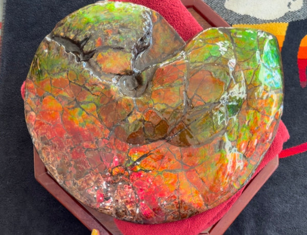 Ammolite ,Placenticeras costatum AF-128, Amazing Vibrant Canadian Ancient Ammonite Fossil,Nature's Rainbow Stone