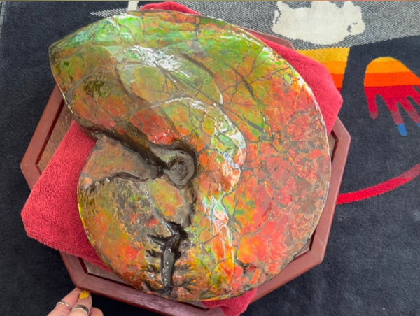 Ammolite ,Placenticeras costatum AF-128, Amazing Vibrant Canadian Ancient Ammonite Fossil,Nature's Rainbow Stone