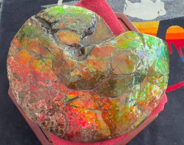 Ammolite ,Placenticeras costatum AF-128, Amazing Vibrant Canadian Ancient Ammonite Fossil,Nature's Rainbow Stone