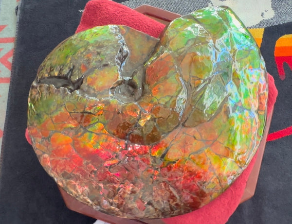 Ammolite ,Placenticeras costatum AF-128, Amazing Vibrant Canadian Ancient Ammonite Fossil,Nature's Rainbow Stone
