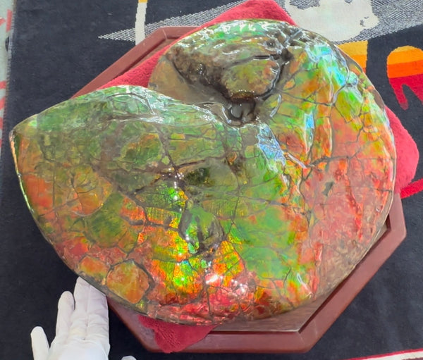 Ammolite ,Placenticeras costatum AF-128, Amazing Vibrant Canadian Ancient Ammonite Fossil,Nature's Rainbow Stone