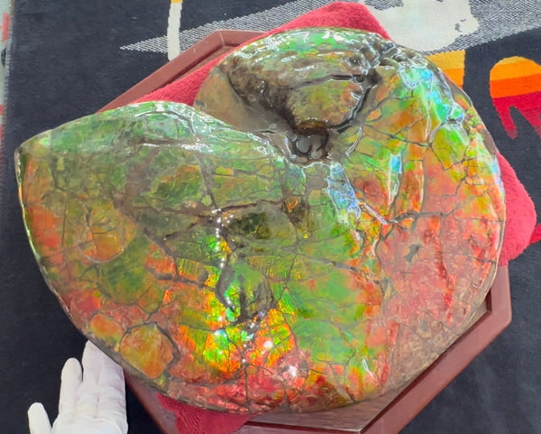Ammolite ,Placenticeras costatum AF-128, Amazing Vibrant Canadian Ancient Ammonite Fossil,Nature's Rainbow Stone