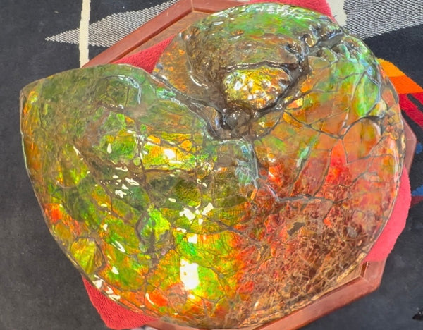 Ammolite ,Placenticeras costatum AF-128, Amazing Vibrant Canadian Ancient Ammonite Fossil,Nature's Rainbow Stone