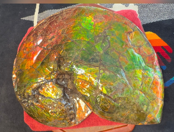 Ammolite ,Placenticeras costatum AF-128, Amazing Vibrant Canadian Ancient Ammonite Fossil,Nature's Rainbow Stone