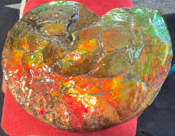 Ammolite ,Placenticeras costatum AF-128, Amazing Vibrant Canadian Ancient Ammonite Fossil,Nature's Rainbow Stone