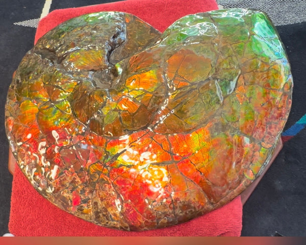 Ammolite ,Placenticeras costatum AF-128, Amazing Vibrant Canadian Ancient Ammonite Fossil,Nature's Rainbow Stone