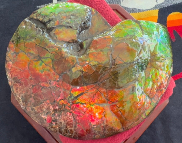 Ammolite ,Placenticeras costatum AF-128, Amazing Vibrant Canadian Ancient Ammonite Fossil,Nature's Rainbow Stone