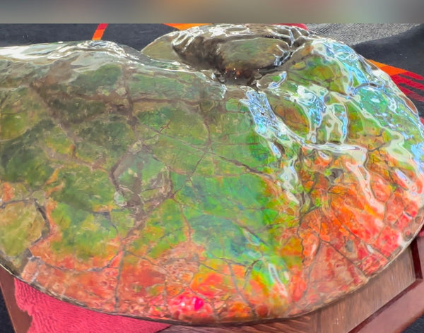 Ammolite ,Placenticeras costatum AF-128, Amazing Vibrant Canadian Ancient Ammonite Fossil,Nature's Rainbow Stone