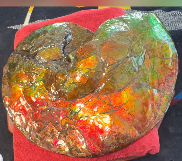 Ammolite ,Placenticeras costatum AF-128, Amazing Vibrant Canadian Ancient Ammonite Fossil,Nature's Rainbow Stone