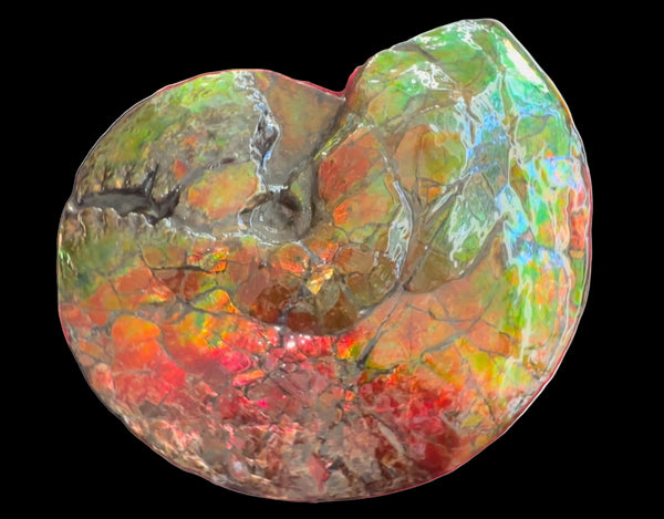 Ammolite ,Placenticeras costatum AF-128, Amazing Vibrant Canadian Ancient Ammonite Fossil,Nature's Rainbow Stone
