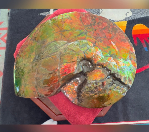 Ammolite ,Placenticeras costatum AF-128, Amazing Vibrant Canadian Ancient Ammonite Fossil,Nature's Rainbow Stone