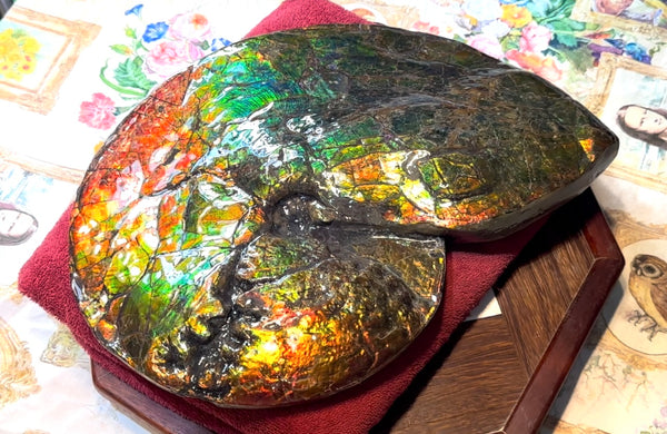 Ammolite ,Placenticeras costatum AF-128, Amazing Vibrant Canadian Ancient Ammonite Fossil,Nature's Rainbow Stone