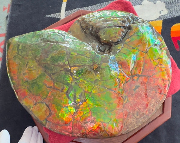 Ammolite ,Placenticeras costatum AF-128, Amazing Vibrant Canadian Ancient Ammonite Fossil,Nature's Rainbow Stone