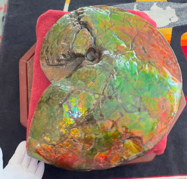 Ammolite ,Placenticeras costatum AF-128, Amazing Vibrant Canadian Ancient Ammonite Fossil,Nature's Rainbow Stone