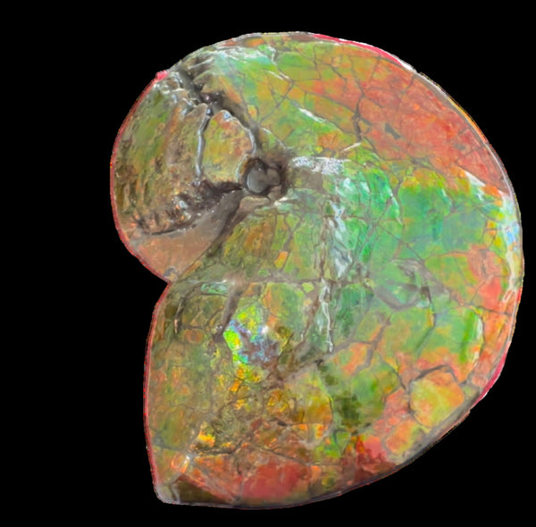 Ammolite ,Placenticeras costatum AF-128, Amazing Vibrant Canadian Ancient Ammonite Fossil,Nature's Rainbow Stone