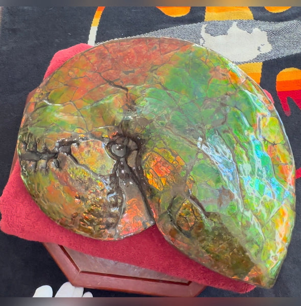 Ammolite ,Placenticeras costatum AF-128, Amazing Vibrant Canadian Ancient Ammonite Fossil,Nature's Rainbow Stone