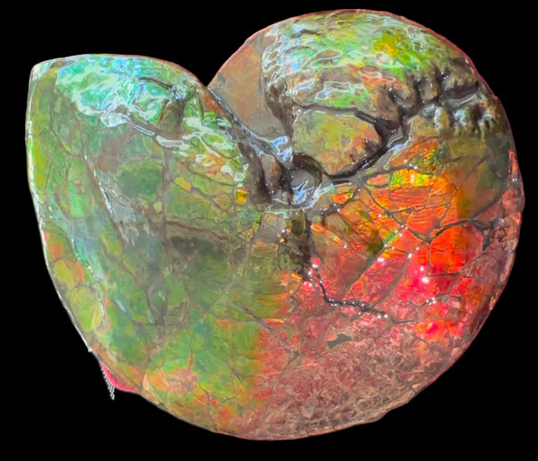 Ammolite ,Placenticeras costatum AF-128, Amazing Vibrant Canadian Ancient Ammonite Fossil,Nature's Rainbow Stone